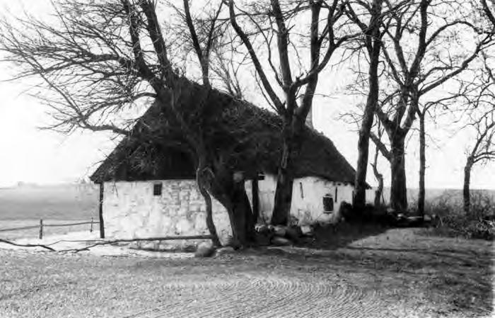 Örumshuset 1953. Ett antal stora träd fanns nära intill huset och ett par stod i gödselstadens stenmur. Foto Carl Gustaf Lekholm, Regionmuseet Kristianstad.