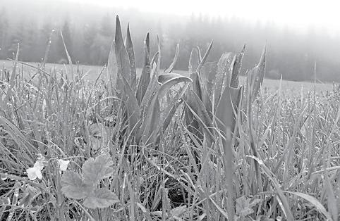 Nr. 15 vom 10.