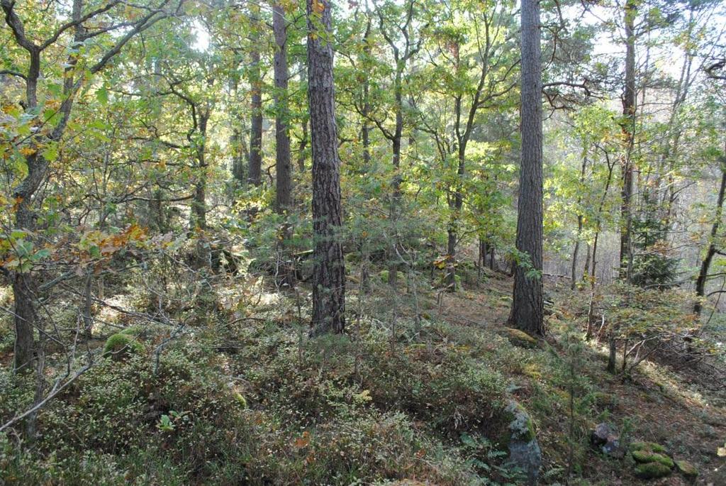 Tidigare inventeringar Skötselförslag för naturmark utanför planerad tomtmark - Fri utveckling, dvs lämnas orörd. Dock bör gran röjas bort.