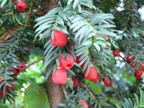 Vinkristin IIIb Taxaner Paklitaxel (Taxol ) Docetaxel (Taxotere ) Cabazitaxel (Jevtana ) nab-paklitaxel (Abraxane )