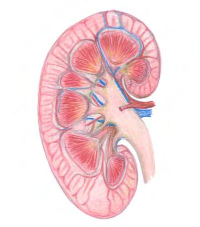 Nefrotoxicitet Cisplatin Ifosfamid Metotrexat Karboplatin Sally Fong 24 Neurotoxicitet Perifer polyneuropati