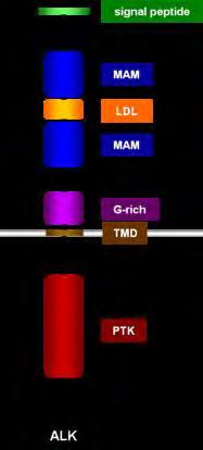 EGFR Tki resistens Nya mutationer T79M BRCA1 Alternativa signalvägar MET amplifiering HER2 amplifiering HGF uppreglering AXL uppreglering EMT
