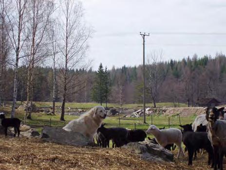 efter att först ha dräktighetsundersökts av en finsk veterinär och vägts. 96,5% av vajorna visade sig vara dräktiga. Även 7 st björnar inom samebyns område försågs med sändare.