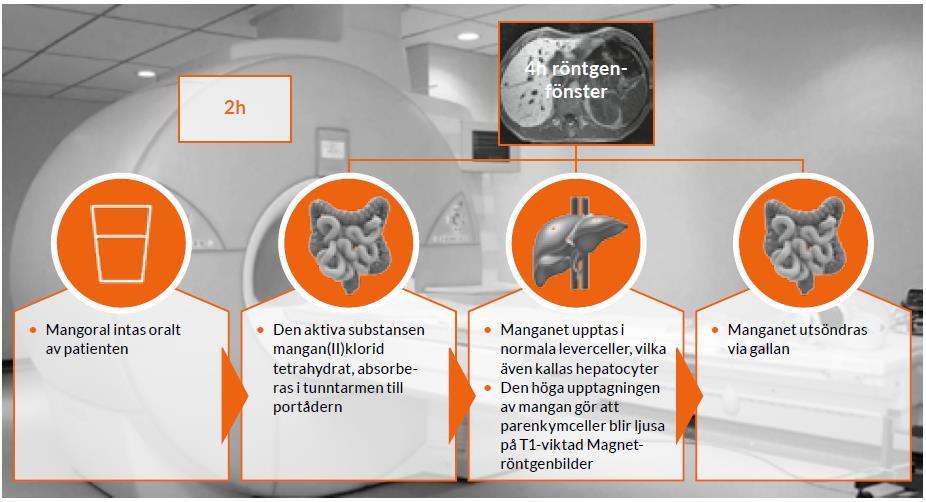 Mangoral är leverspecifikt och mangan har en bra förmåga att tas upp i leverceller (hepatocyter) men inte i levertumörer.