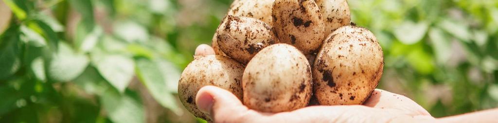 Regler potatis Matpotatis Odlad i Sverige och certifierad enligt exempelvis IP sigill frukt och grönt, Global Gap eller KRAV med