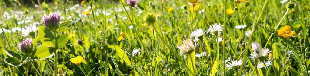 MIDSOMMAR GRATIS om inget annat anges AKALLA KYRKAS TRÄDGÅRD Fira in midsommar med spelmän, dans, sång och kaffeservering. När: Onsdag 19 juni kl. 13.00 15.