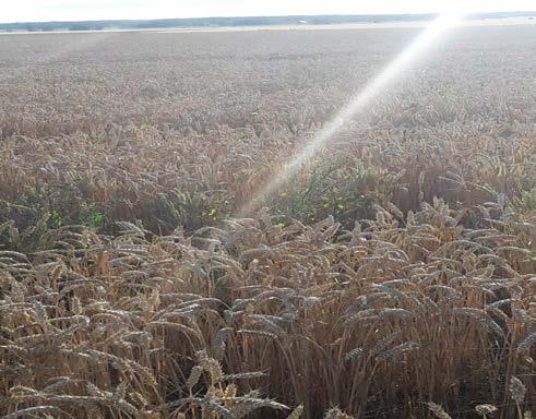 Gröd-data Klippning av gröda strax före skörd. Mälardalen, Skåne, Västergötland.
