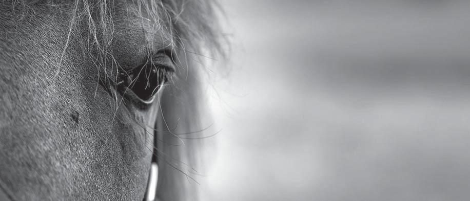 www.worldwidepedigree.com i samarbete med Sweden International Yearlings Sale Varsågod! Använd gratis till 31 augusti.