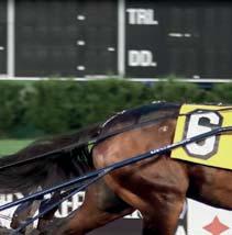 571 33 st: 23-6-0 Manke: 164 cm Treårige Greenshoe en superstjärna i första kullen!