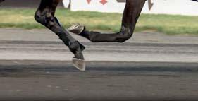 125 Special Honor (US) sto 1.11,1ak $211.824 Hudson River (US) hingst 1.10,5ak $202.909 Greenshoe (US) hingst 1.