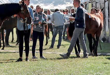 This year we celebrate our four-year-anniversary and would like to highlight one of the first horses sold at Wenngarn: Betting