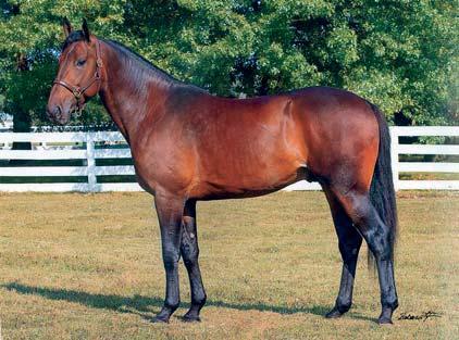 53 HINGSTANDEL/STALLION SHARE No 18: EXPLOSIVE MATTER Brun hingst f. 27 april 2006 CANTAB HALL 1.08,9ak 10.717.829 SEK 23 st: 14 5 2 FIREWORKS HANOVER 1.11,7ak $15.