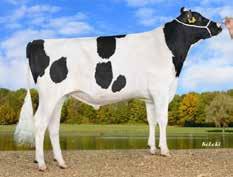 Feedback Stmb nr 674 Kod nr 9-7838 F: Federal M: THI Jo VG-85 Felix Stmb nr 673 Kod nr 9-7837 F: Federal M: Gold-N-Oaks Harlo VG-85 MF: Missouri MM: WEH Jette EX- MF: Montross MM: Harlow MMF: Fanatic