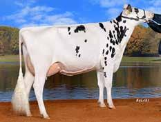 % 36 kg 0,15 % 31 kg Kalvn far Kalvn mf Mjölkbarhet Lynne Hull aaa 234165 Kappakasein Sinclair Sigrid sdjup 15 t t t Fördelar: Framjuver, produktion 88 nt t t grzg 138 grzm