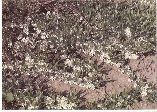 Skogstry Lonicera xylosteum 'Emerald Mound' B 80-100 cm En låg, utbredd och kompakt amerikansk sort av skogstry med mycket värdefulla egenskaper. Bladen är påfallande blågröna.