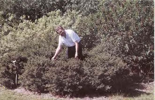 buskage, som marktäckare och som solitär eller grupp i låga perenner. Vitblommiga sorter är mycket dekorativa tillsammans med nepeta.