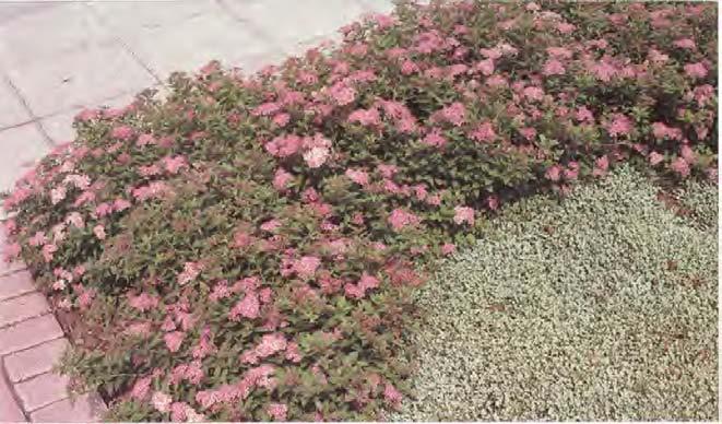 En bra framkantsväxt som blommar rikligt redan som ung planta gör prinsess-spirean (Spiraea japonica 'Little princess' ). Foto: Rune Bengtsson.