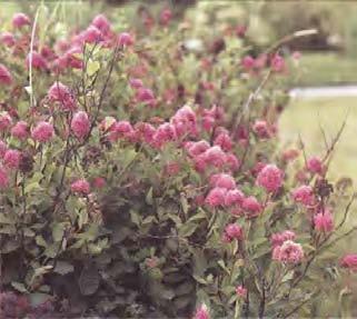 Kungsspirean (Spiraea x watsoniana) är anspråkslös men trivs bäst i inte alltför torr. jord. Bladverket är blågrönt och blommorna sitter i breda, kägelformade blomställningar. Foto: Rune Bengtsson.