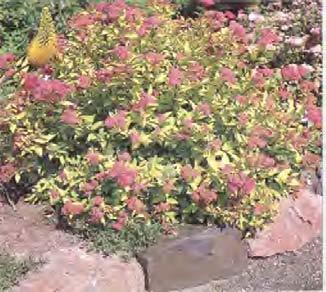 Dvärgspirea Rosenspirea Spiraea bumalda 'Anthony Waterer' A 60-80 cm Låg buske med upprätt växtsätt. Mörkgrönt bladverk med inslag av gula och vita strimmor.