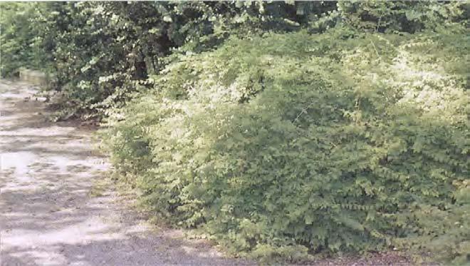 Gulbladig praktspirea Spiraea japonica 'Goldmound' B 40-50 cm Kanadensisk sort med klargula bladfärg. Rosa blommor på högsommaren.