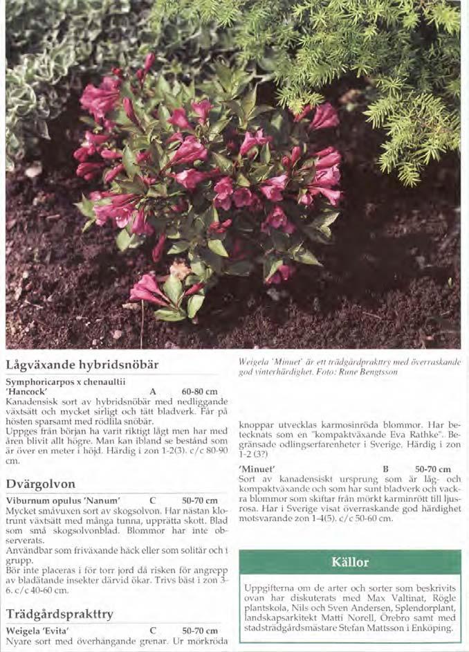 Lågväxande hybridsnöbär Symphoricarpos x chenaultii ' Hancock' A 60-80 cm Kanadensisk sort av hybridsnöbär med nedliggande växtsätt och mycket sirligt och tätt bladverk.
