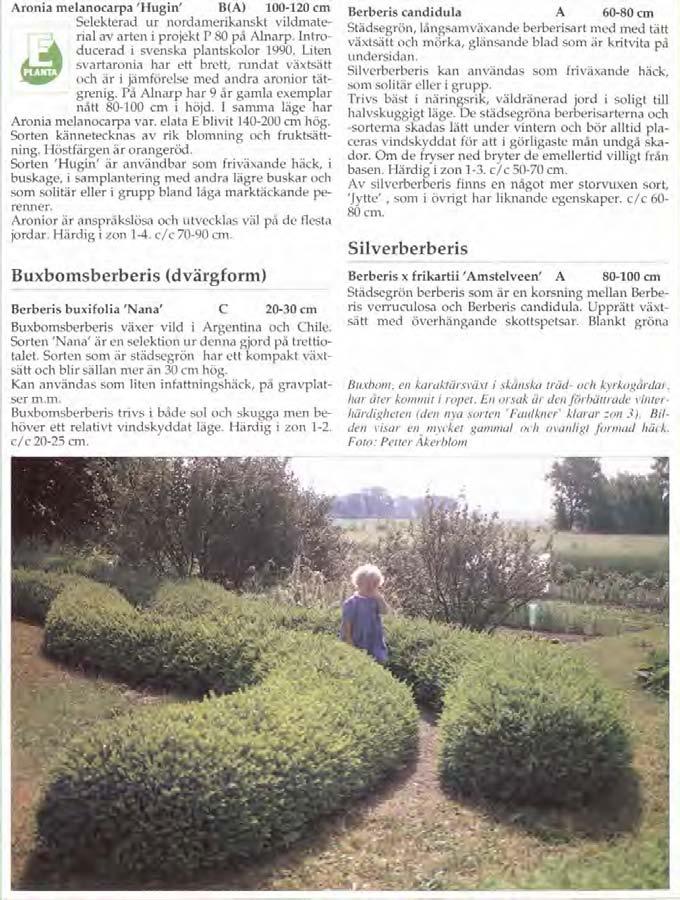 Aronia melanocarpa 'Hugin' B(A) 100-120 cm Selekterad ur nordamerikanskt vildmaterial av arten i projekt P 80 på Alnarp. Introducerad i svenska plantskolor 1990.