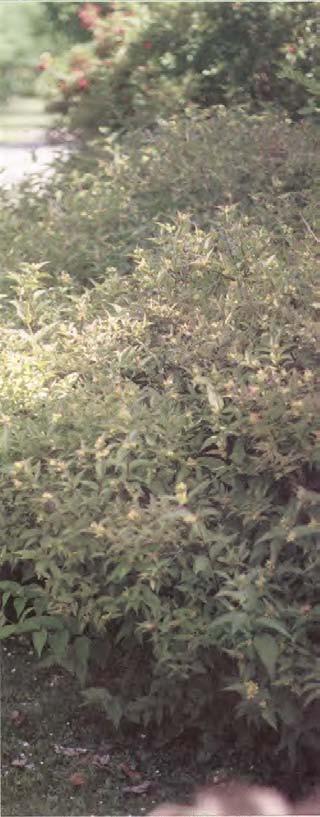 Getriset (Diervilla lonicera) är en tät och frodig buske som växer vild i östra nordamerika.
