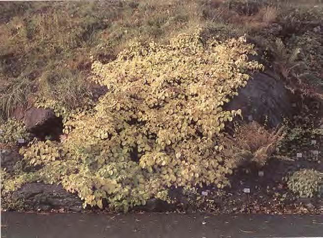 Den är en låg mattbildande dvärgbuske som blommar tidigt på våren i vitt, rosa eller mörkrött.