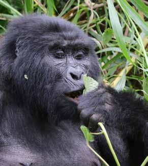 Bergsgorilla resp. Sadelnäbbsstork.
