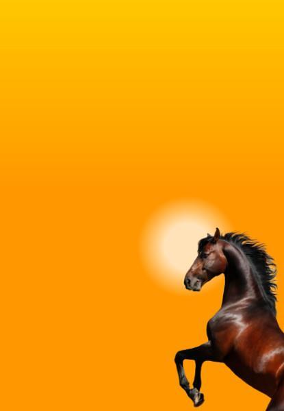 Ta bussen för att uppleva Jubileumspokalen onsdag 14 augusti på plats på Solvalla. En magisk kväll med topptrav. Jubileumspokalen är förstås givet huvudnummer tätt följd av Prix Maharajah EM för ston.