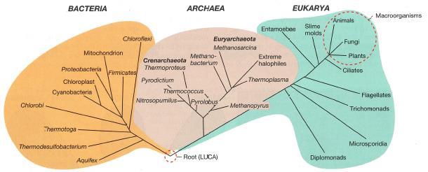 Mikroorganismer Äldre prokaryoter utan cellkärna Yngre eukaryoter med cellkärna Bakterier Arkaeer Eukaryoter 1-10 µm 1-10 µm 2 µm 10 cm + virus