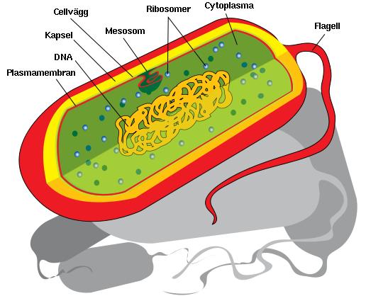Bakterien En cell en organism DNA -