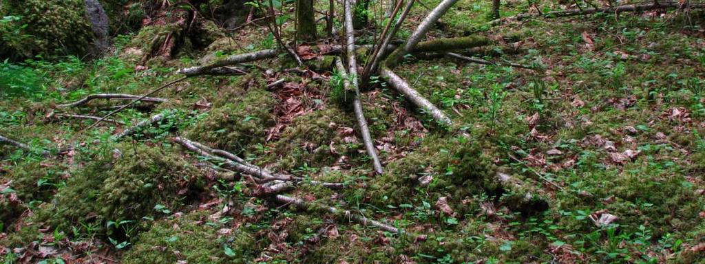 Svampen verkar gynnas av en igenväxningssuccession där mängden död hasselved ökar. Men en alltför kraftig igenväxning hotar troligen arten på sikt.