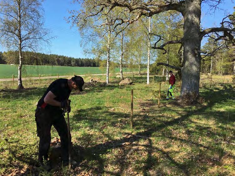 I ett försöka att rädda ängsskäreplattmalen fick Upplandsstiftelsen tillstånd av mark- och djurägaren att sätta upp två fjärilsfållor, ca. 30 x 15 m, där djuren blir utestängda från bete.