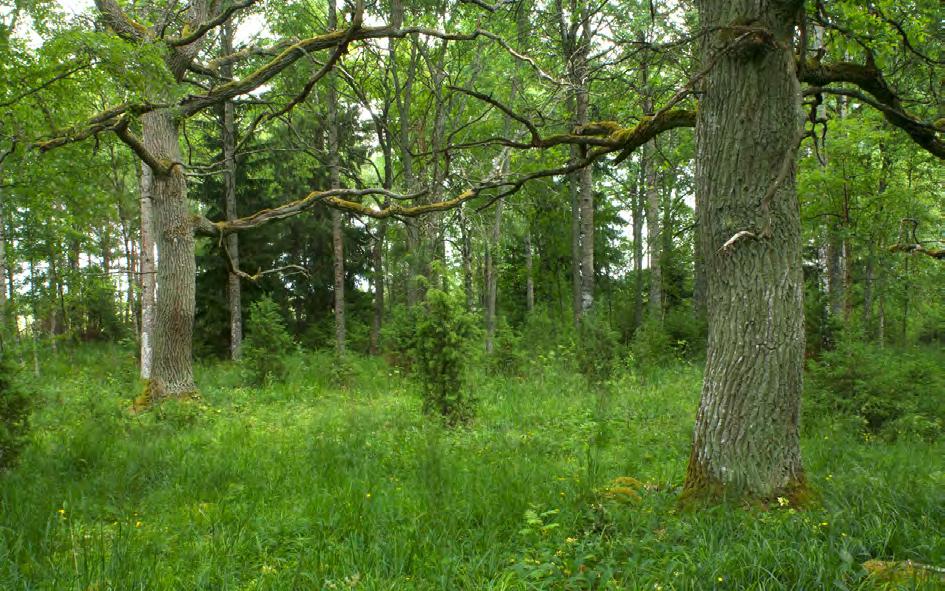 Fjärilsfållor för ängsskäreplattmal i Klastorp, Bålsta kommun, 2018 Gillis Aronsson, Upplandsstiftelsen År 2016 hittades larver av ängsskäreplattmal, Agonopterix bipunctosa, vid Klastorp, i Håbo