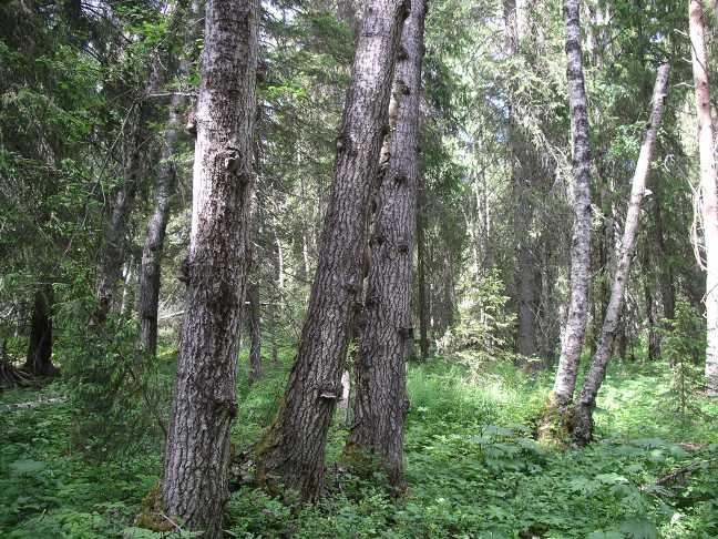 1 / 12 Beslut Datum 2014-03-31 511-6818-11 Dnr (anges vid skriftväxling) Enligt sändlista Beslut för bildande av naturreservatet Slåttsved Uppgifter om naturreservatet Naturreservatets namn: