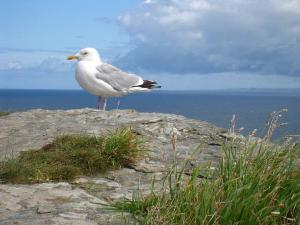 South West Coast Path, St Ives Penzance, 5 nätter 3(6) Leden ni följer är väl markerad och väl underhållen. Total sträcka att vandra är 64 km fördelade på 4 vandringsdagar.