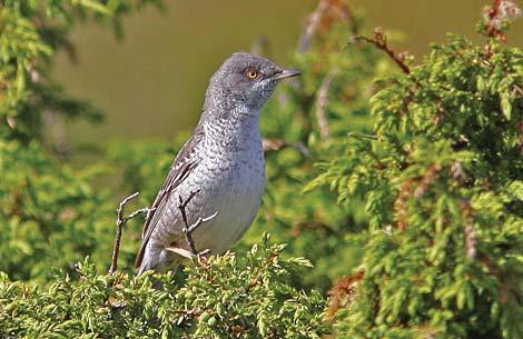 Gammal höksångar-hane undrar vem det är som fotograferar. Tjurpannan i juni 2009. Foto: Jan Uddén. för födosök och som sångplatser.