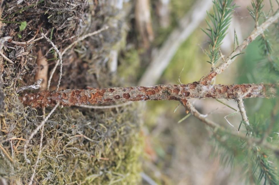 Skogsstyrelsen 6(12) Snytbaggeangrepp på obehandlad planta där det dessutom inte är markberett Foto Mats