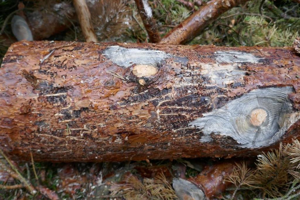 Skogsstyrelsen 7(12) skadan liknar snytbaggens gnag. Öronviveln äter både på stam och barr som vuxen insekt, samt på rötterna i larvstadiet.