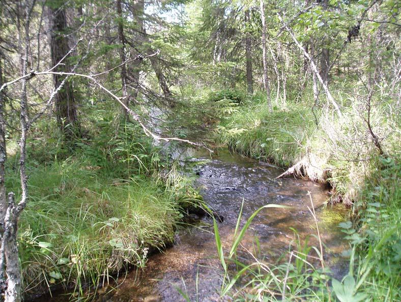 Bevarandeplan Natura 2000 Lill-Mårdsjöbäcken SE0710184 Foto: