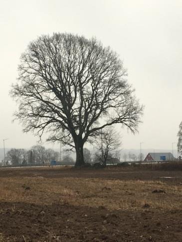 lrbosadshus bör upplvas gröa och örss md räd och buskar sam bäkar i soliga läg. aljplaområd ibjudr ill umiljö md varirad rrägörhållad som ka ispirra ill lk, ysisk och pdagogisk akivi.