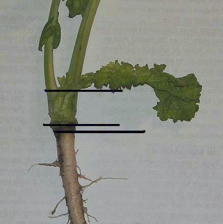 = 1 Mellanstora blad = 2 Stora blad = 3 Figur 27.
