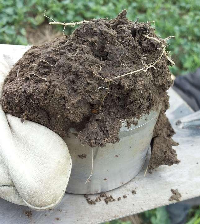 Skrymdensitet och mättad vattengenomsläpplighet bestämdes tredje och sjätte försöksåret genom provtagning med cylindrar som var 5 cm höga och 7,5 cm i diameter på djupet 10-15 cm.