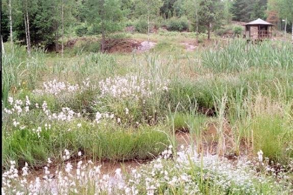 Wet pond Wetland Biofilter Text StormTac database, BMP-weighted (C irr ) P [µg/l] Cu [µg/l] Zn [µg/l] TSS [µg/l] 20 1.