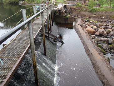 Kölbygärde Det andra vandringshindret för fisken på deras väg upp i Ljungbyån utgörs av ett