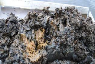 sediment Träfibrer
