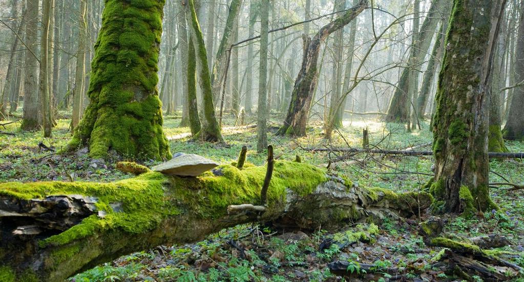 Vitryssland 15 23 maj 2019 med Gigi Sahlstrand Bielaviezskaja Pusca. Foto: APB Wetland Centre Varmt välkommen på AviFaunas resa till Vitryssland!