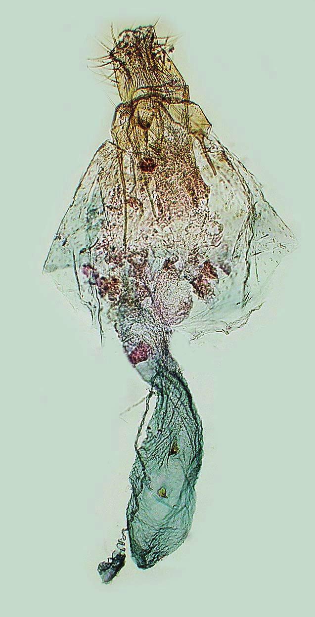 Bengt Å. Bengtsson a b c Figur 12. a) Hongenitalier av Cosmopterix pulchrimella. Gen. prep. BÅB 2057X. b) Cosmopterix pulchrimella. Ostiumpartiet med vinglasliknande sterigma. Gen. prep. BÅB 2057X. c) C.