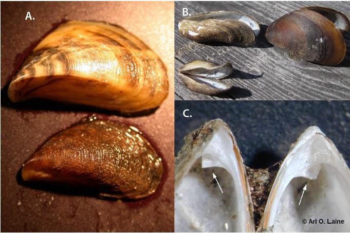 zebramusslan, tröskelart, hög risk Tillämpningar: